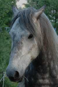 Sascha