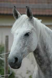 Nella